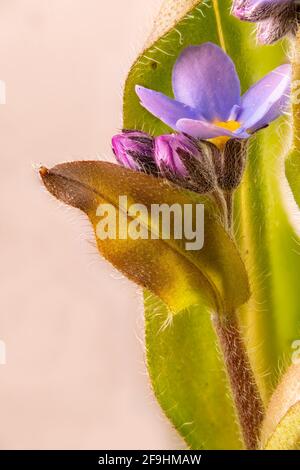 Gros plan d'une fleur Forget-me-not avec le bourgeon et les feuilles contre un arrière-plan flou Banque D'Images