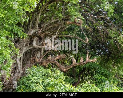 Lac Manyara, Tanzanie, Afrique - 2 mars 2020 : babouins dans les arbres Banque D'Images