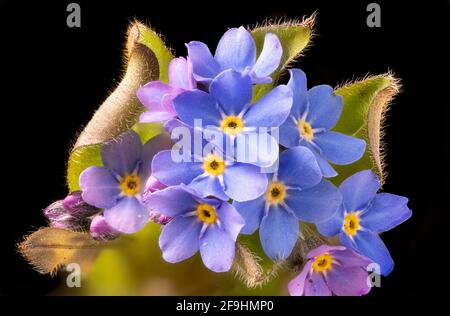 Gros plan d'une fleur Forget-me-not et feuilles contre une obscurité arrière-plan Banque D'Images