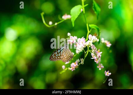 Papillon de tigre bleu vitreux et fleurs de super-réducteur rose dans le jardin. Concept du printemps ou de la nature. Copier l'espace. Banque D'Images