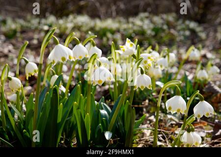 Fleur de flocon de neige de printemps, Leucojum vernum Banque D'Images