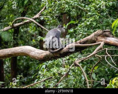 Lac Maynara, Tanzanie, Afrique - 2 mars 2020 : Monkey bleu assis sur la branche des arbres Banque D'Images