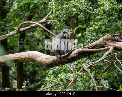 Lac Maynara, Tanzanie, Afrique - 2 mars 2020 : Monkey bleu assis sur la branche des arbres Banque D'Images