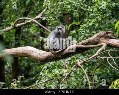 Lac Maynara, Tanzanie, Afrique - 2 mars 2020 : Monkey bleu assis sur la branche des arbres Banque D'Images