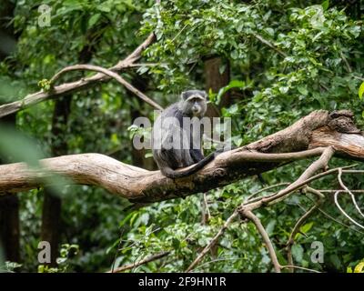 Lac Maynara, Tanzanie, Afrique - 2 mars 2020 : Monkey bleu assis sur la branche des arbres Banque D'Images