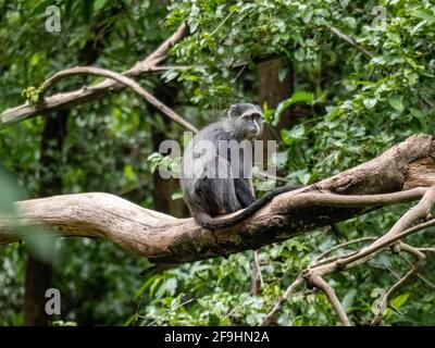 Lac Maynara, Tanzanie, Afrique - 2 mars 2020 : Monkey bleu assis sur la branche des arbres Banque D'Images