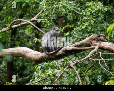 Lac Maynara, Tanzanie, Afrique - 2 mars 2020 : Monkey bleu assis sur la branche des arbres Banque D'Images