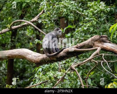 Lac Maynara, Tanzanie, Afrique - 2 mars 2020 : Monkey bleu assis sur la branche des arbres Banque D'Images