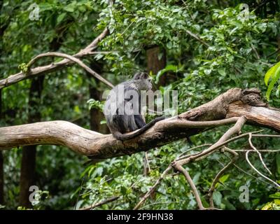 Lac Maynara, Tanzanie, Afrique - 2 mars 2020 : Monkey bleu assis sur la branche des arbres Banque D'Images