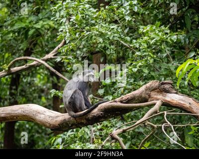 Lac Maynara, Tanzanie, Afrique - 2 mars 2020 : Monkey bleu assis sur la branche des arbres Banque D'Images