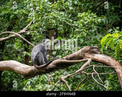 Lac Maynara, Tanzanie, Afrique - 2 mars 2020 : Monkey bleu assis sur la branche des arbres Banque D'Images