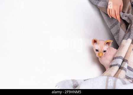 Main de propriétaire prête pour courir le chat sphynx sur fond blanc de canapé avec beaucoup d'espace pour le texte d'information d'annonce. Animal posant, regardant mignon à l'appareil enveloppé Banque D'Images