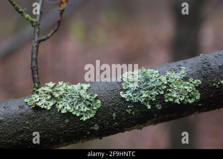 Hypogymnia physodes (lichen à capot de moine) lichen sur branche d'arbre dans la forêt de gros plan foyer sélectif Banque D'Images