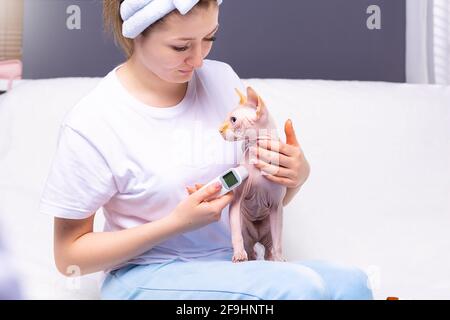 Mode propriétaire femelle, jeune femme mesure la température du chat avec un thermomètre infrarouge sans contact à l'intérieur. Animaux soins de santé, malade Banque D'Images