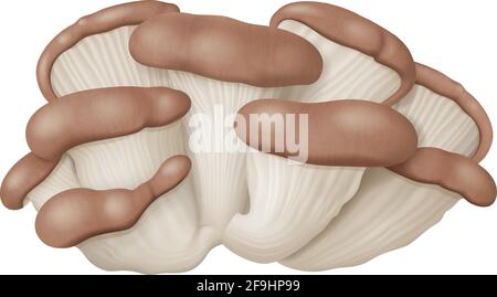 Champignons d'huîtres ou champignons d'huîtres isolés sur fond blanc. Illustration vectorielle au réalisme photographique. Illustration de Vecteur
