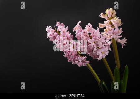 Jacinthe rose en fleur sur fond noir Banque D'Images
