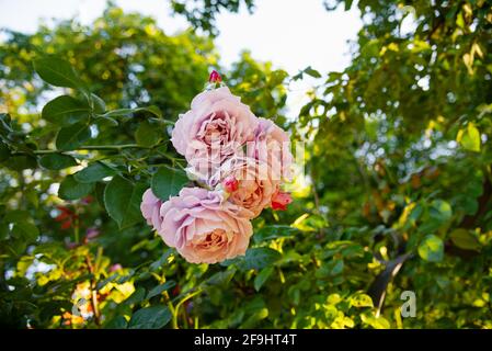 Belles roses de thé colorées en fleurs délicates dans le jardin. Printemps en Pologne Banque D'Images