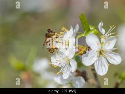 Abeille et fleur de Damson. Banque D'Images