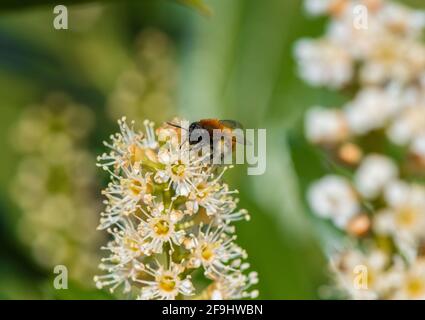 Tawny Mining Bee sur une fleur de cerisier Banque D'Images
