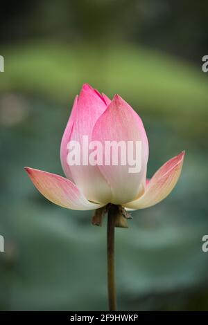 Bourgeon de fleur de Lotus rose (Nelumbo nucifera) en photo verticale Banque D'Images