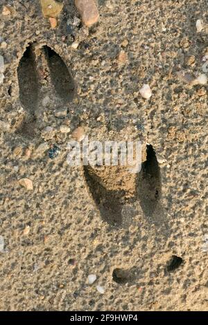 Cerf de Virginie (Capranolus capranolus). Honglons dans le sable. Danemark Banque D'Images