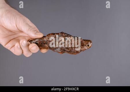 À la main avec des friandises pour chiens sur fond gris. L'homme tient un morceau de poumon de boeuf séché. Gâteries à mâcher naturelles pour animaux de compagnie. Fournitures pour animaux de compagnie. Vue latérale. Banque D'Images