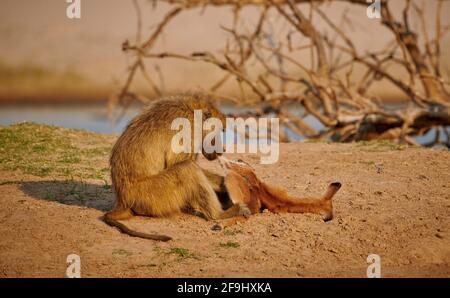 Baboon jaune (Papio cynocephalus) mangeant un puku qu'il a tué. Parc national de Luangwa Sud, Mfuwe, Zambie, Afrique Banque D'Images