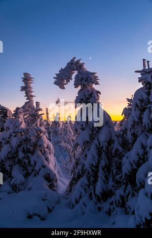 Paysage en hiver sur le Dreisesselberg. Bavarian Forest, Bavière, Allemagne Banque D'Images