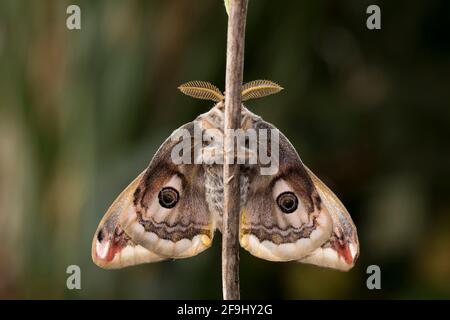Petit Empereur Moth (Saturnia Pavonia). Mâle sur une branche, vu de dessous. Allemagne Banque D'Images