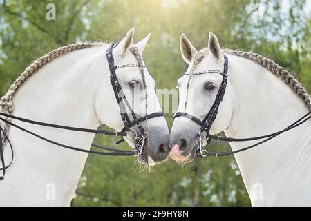 Pur cheval espagnol, andalou. Portrait de deux étalons gris avec fixation. Allemagne Banque D'Images