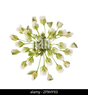 Le sac à main de Shepherd (Capsella bursa-pastoris) est isolé sur du blanc Banque D'Images