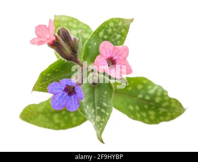 lungwort commun (Pulmonaria officinalis) isolé sur blanc Banque D'Images