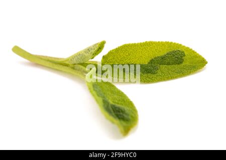 Brin de sauge fraîche isolé sur fond blanc Banque D'Images