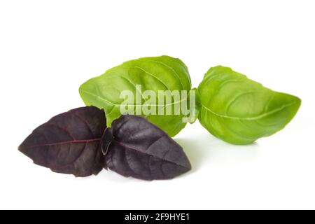 Basilic vert et violet isolé sur blanc Banque D'Images