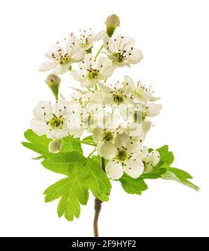 Fleurs de Hawthorn isolées sur fond blanc Banque D'Images