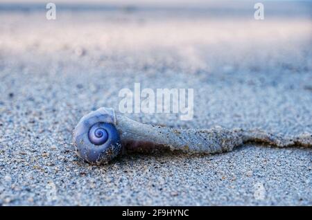 Un escargot de mer violet commun, également connu sous le nom de janthina janthina, avec sa coquille violette colorée et de longues bulles d'air blanc pour flotter dans l'océan i Banque D'Images