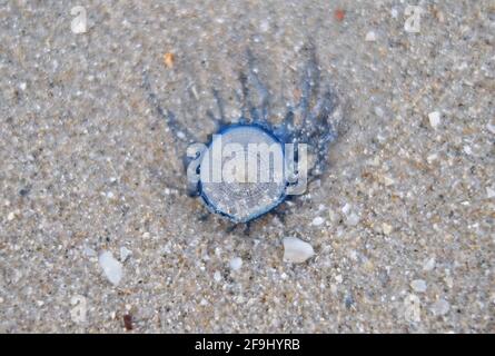 Une image de gros plan de méduses bleues le long de la plage de sable en Thaïlande pendant l'été. Banque D'Images