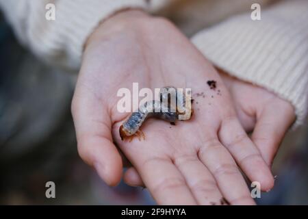 Une jeune fille montre les larves de dendroctone du rhinocéros dans ses mains après les avoir creusant du sol dans un jardin, en se préparant à les élever dans la betterave adulte Banque D'Images