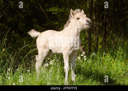 Cheval du fjord norvégien. Foal debout sur un pâturage. Allemagne Banque D'Images