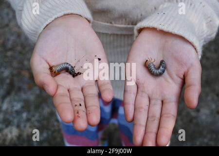 Une jeune fille montre les larves de dendroctone du rhinocéros dans ses mains après les avoir creusant du sol dans un jardin, en se préparant à les élever dans la betterave adulte Banque D'Images