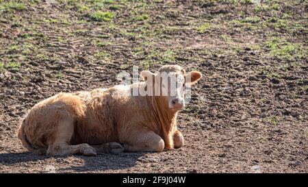 Ferme de bétail avec un veau aux cheveux beiges couché sur le sol un jour d'été Banque D'Images