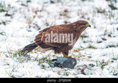 Buzzard commun (Buteo buteo). Adulte avec proie (colombe) dans la neige. Allemagne Banque D'Images