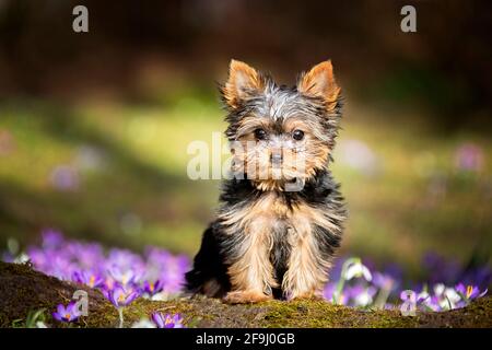 Yorkshire Terrier. Chiot assis sur une bûche avec fleur de crocus en arrière-plan. Allemagne Banque D'Images