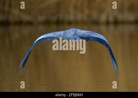 Héron gris (Ardea cinera). Adulte en vol, vu de l'arrière. Allemagne Banque D'Images