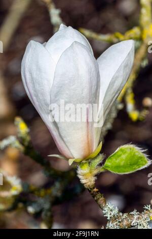 Magnolia Kobus 'Norman Gould' plante arbustive à fleurs printanières avec fleur blanche de fleurs printanières, photo de stock Banque D'Images