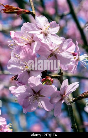 Prunus sargentii une plante de cerisier à fleurs de printemps avec fleur rose au printemps, communément connue sous le nom de cerise de Sargent, s Banque D'Images