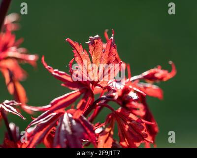 Acer laisse dans la lumière du soleil Banque D'Images