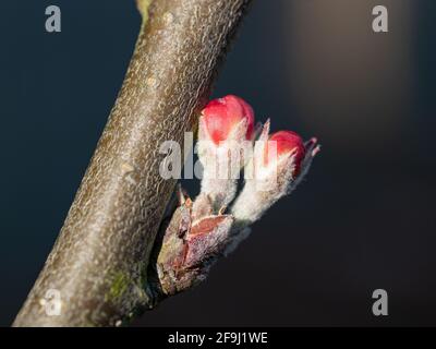 James Greaves et boutons de fleurs de pommes Katy Banque D'Images