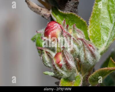 James Greaves et boutons de fleurs de pommes Katy Banque D'Images