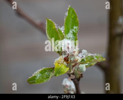James Greaves et boutons de fleurs de pommes Katy Banque D'Images